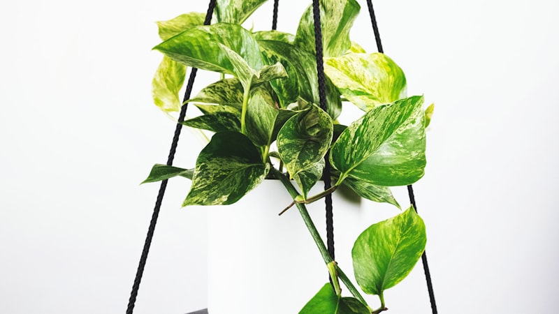 世界杯决赛直播预告 - 阿根廷与法国队球员在赛场对抗的精彩瞬间